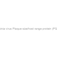Vaccinia virus Plaque-size/host range protein (PS/HR)